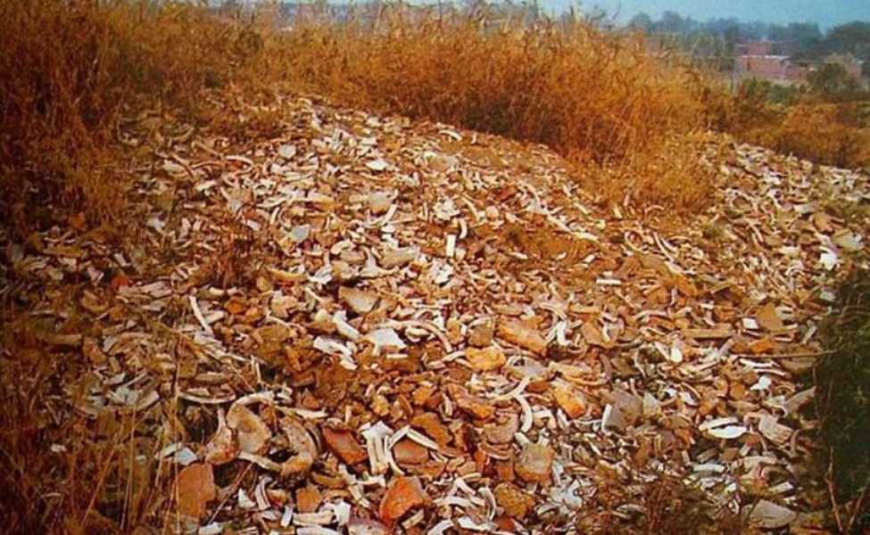 澗磁村的“瓷堆子”，上面布滿了定瓷殘片